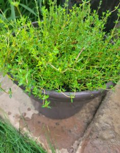 Home Depot Thyme Salvage
